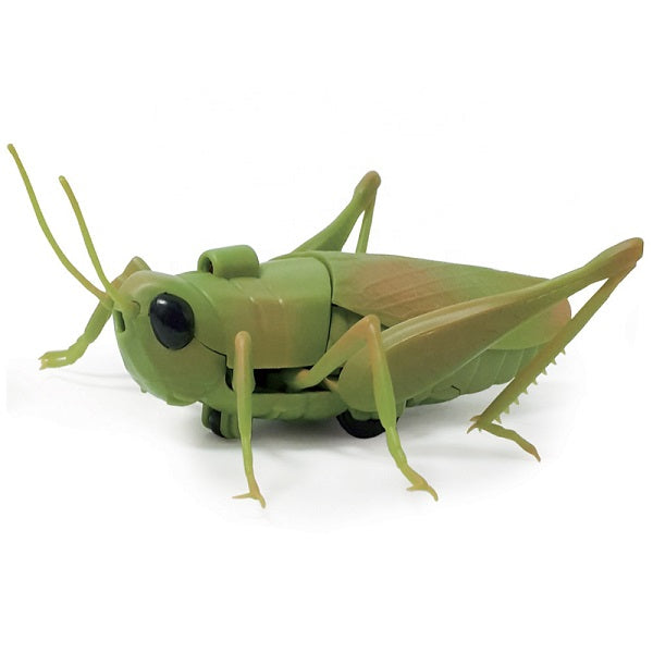 Insect Model Toys