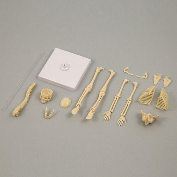 Human Bone Play Set