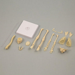 Human Bone Play Set